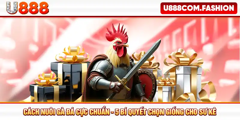 Cách Nuôi Gà Đá Cực Chuẩn - 5 Bí Quyết Chọn Giống Cho Sư Kê