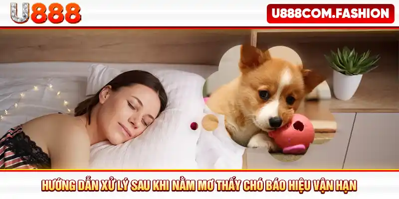 Hướng dẫn xử lý sau khi nằm mơ thấy chó báo hiệu vận hạn