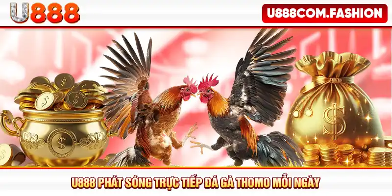 U888 phát sóng trực tiếp đá gà Thomo mỗi ngày
